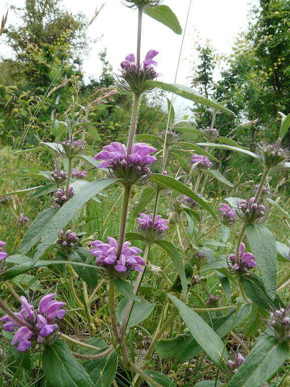 Plomis herba venti